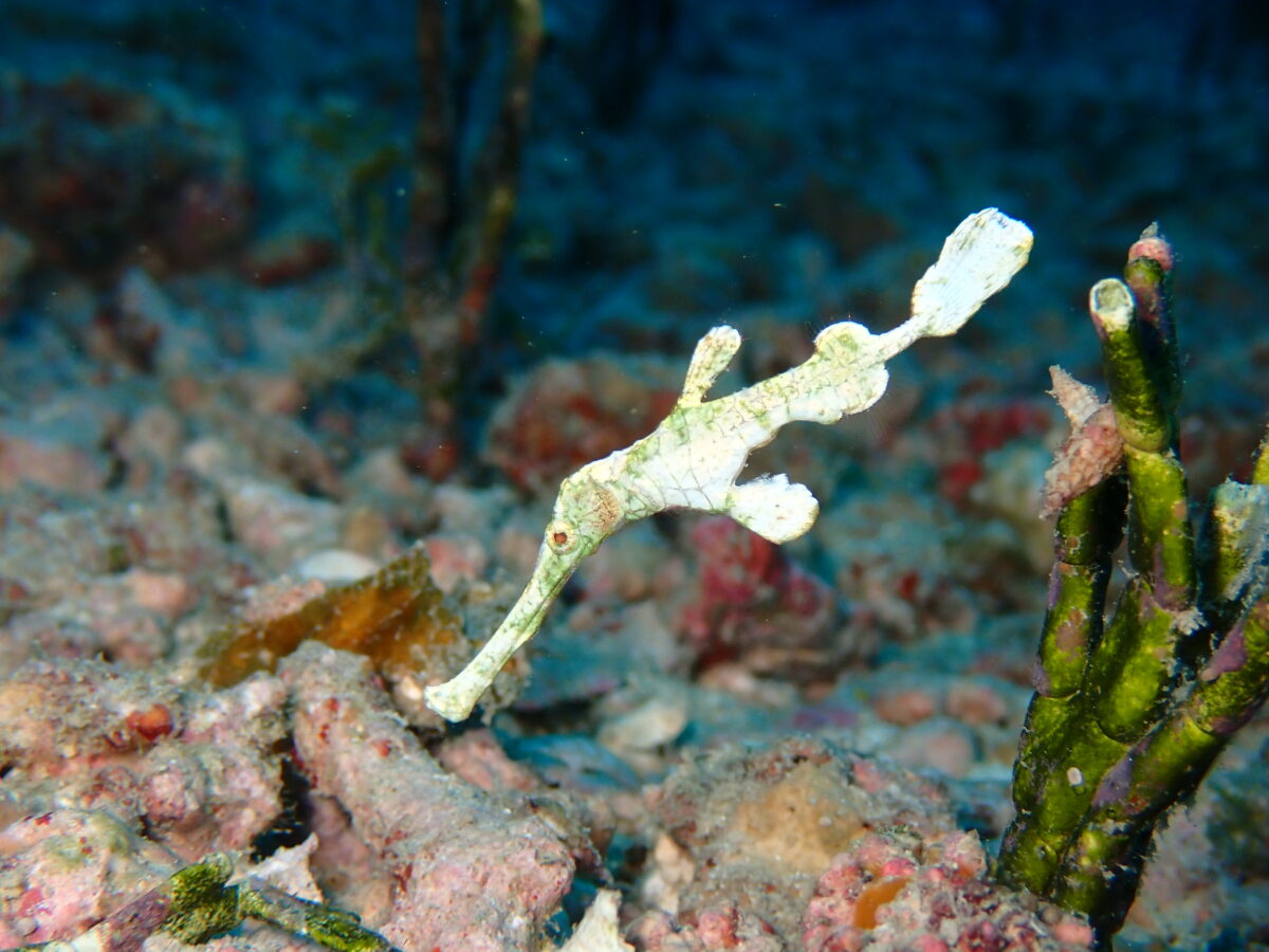 奄美ダイビング　ハリメダさんいらっしゃ～い！