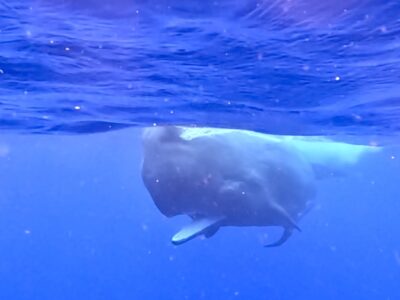 奄美大島マッコウクジラスイム　さすが♪