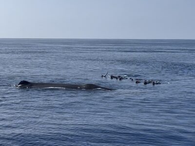 奄美マッコウクジラスイム　本日もお近づきに♪